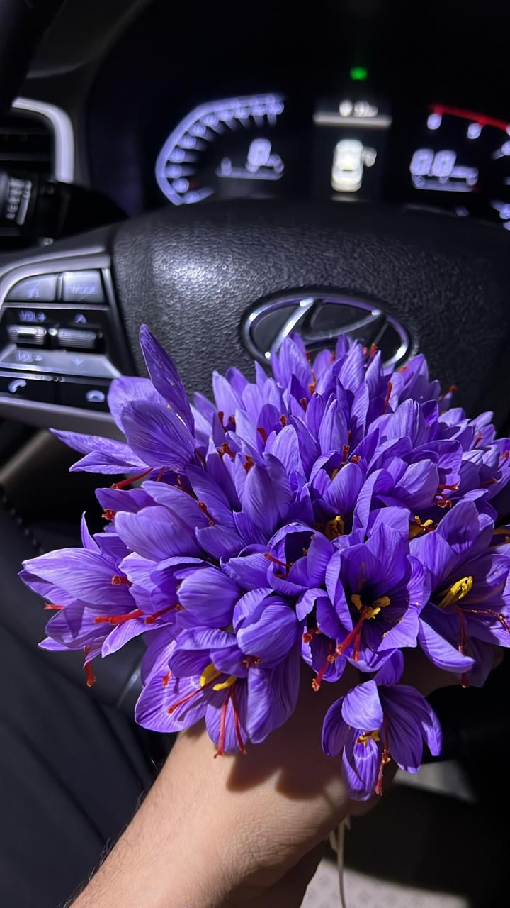 Hand holding a bunch of freshly picked purple saffron flowers