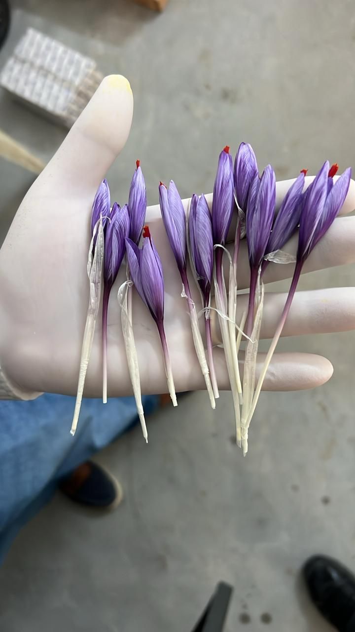 Saffron buds with red stigma tips held in a gloved hand