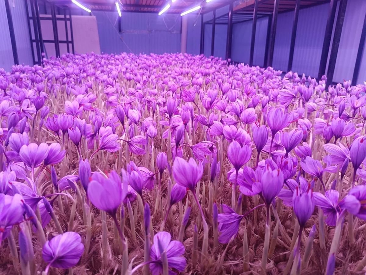 Rows of purple saffron crocus flowers blooming indoors under grow lights