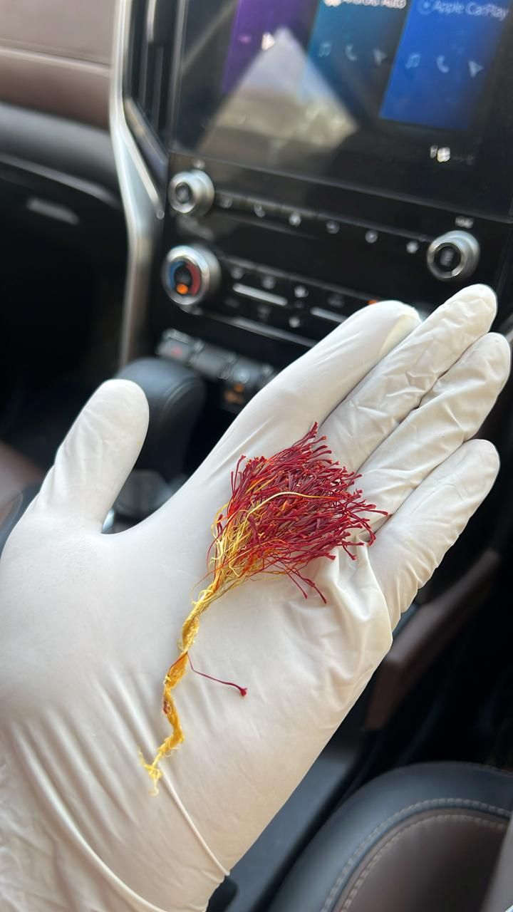 Hand holding red saffron threads