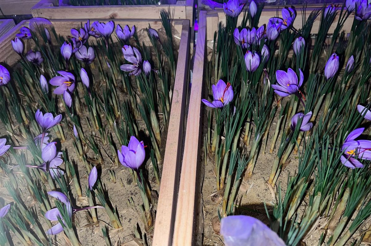 Saffron flowers in wooden trays